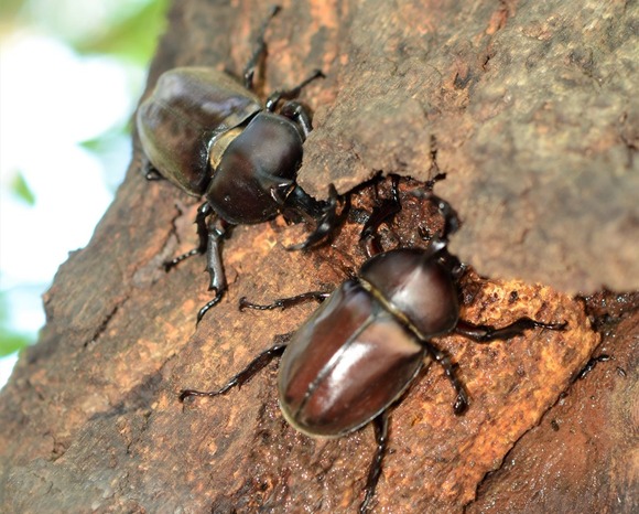 【悲報】カブトムシさん、実は仕方なく夜行性だった・・・