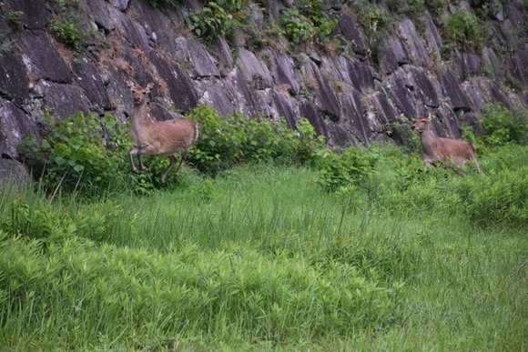【放し飼い】名古屋城のシカ、“絶滅”危機　56頭→2頭　市が対策へ