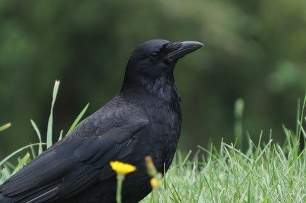 【画像】カラスが食べてた柑橘系の実食べる