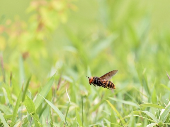 【動画】ショベルカーでハチの巣駆除しようとした陽キャ、無事死亡