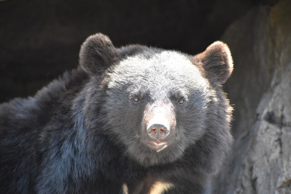 ツキノワグマ (1)