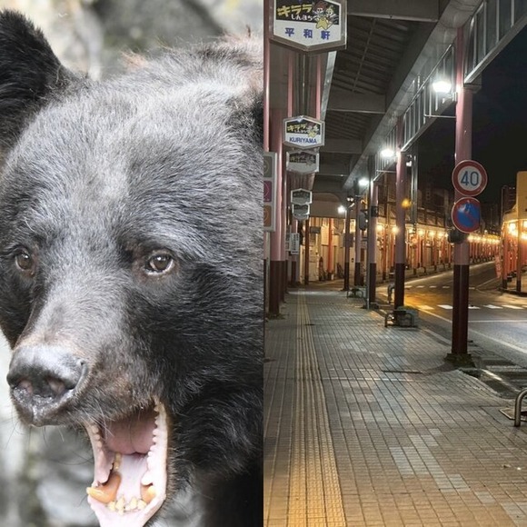 【秋田】熊出没で飲食店悲鳴　「お客さんが来ない」