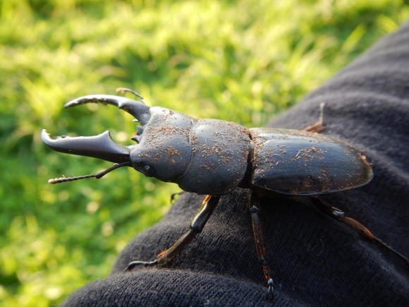 【画像】さっき取ったクワガタを見てくれ