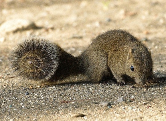神奈川全域でタイワンリス駆除へ！「異常」に捕獲増加　在来種を脅かす懸念も