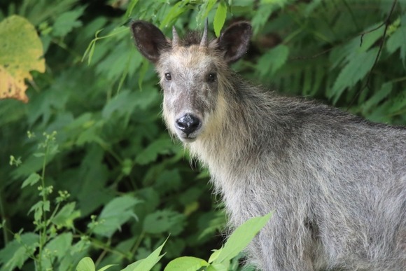 カモシカはああ見えて運動能力がすごいんだよな