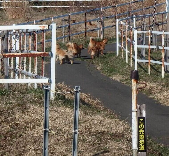 野犬