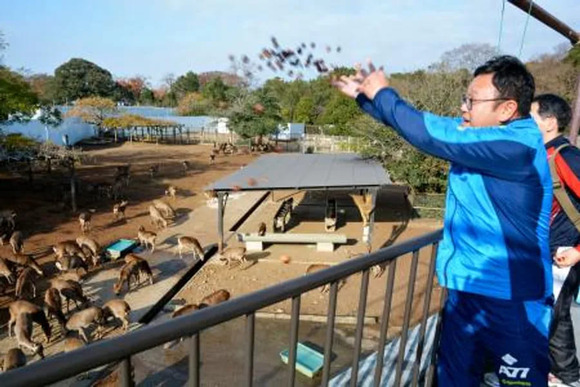 奈良のシカにドングリ100キロ！自衛官らプレゼント　昼休みに拾う