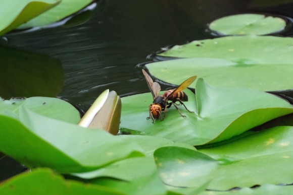 スズメバチ仕留めちゃったけどこれやばい？