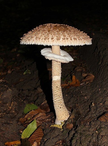 Macrolepiota_procera_2013_G1