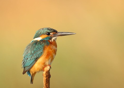 Kingfisher