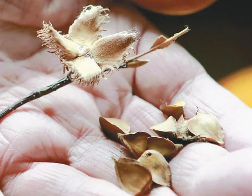 クマの好物「ブナの実」が大凶作”…食べるものなくてかわいそうだな