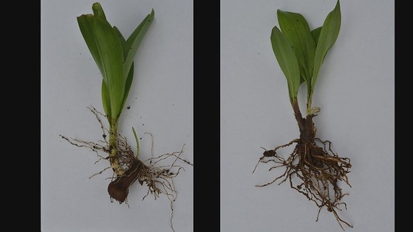 【誤認】「ギョウジャニンニクの天ぷらを食べた」 有毒植物・イヌサフランの誤食で70代女性死亡