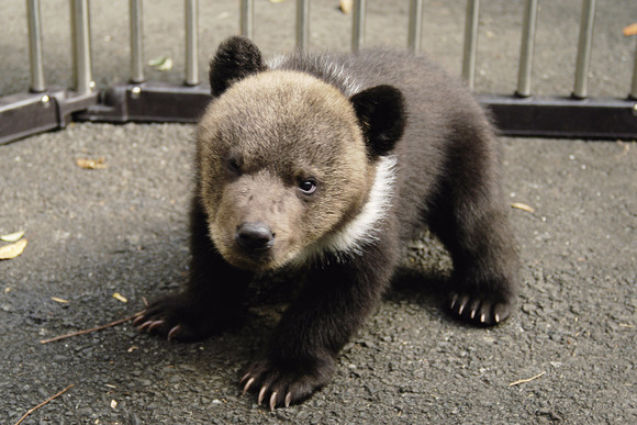 ヒグマの赤ちゃん