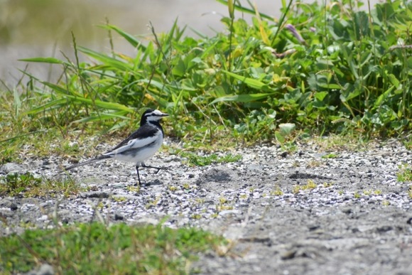 【画像】めっちゃちっちゃい鳥おった