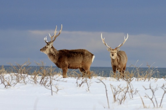 【ジビエ】　北海道民、思ったより鹿肉を食べない