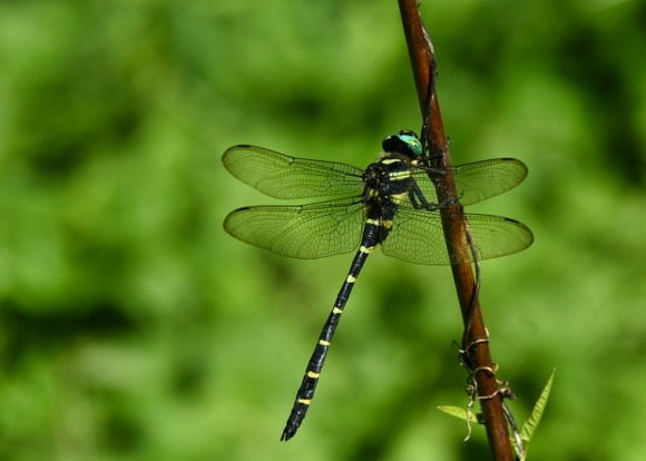 オニヤンマとかいうハイスペック昆虫について知ってること上げてけ