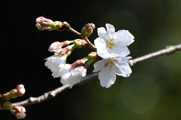 【東京】桜が開花！観測史上“最早”タイ　平年より１０日早く