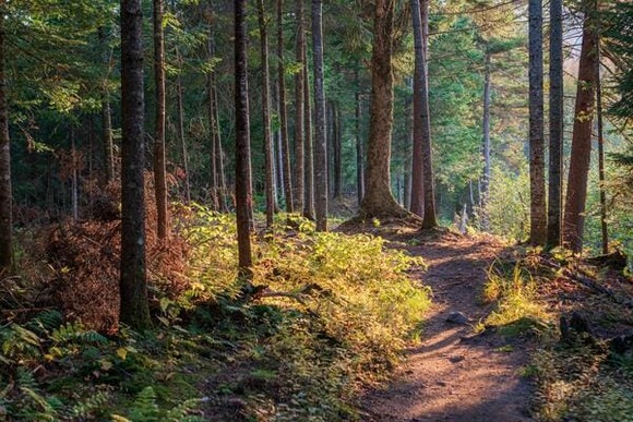 trail