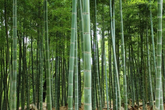 竹「燃えにくいです」「すぐ育ちます」「使い道多いです」←この最強植物