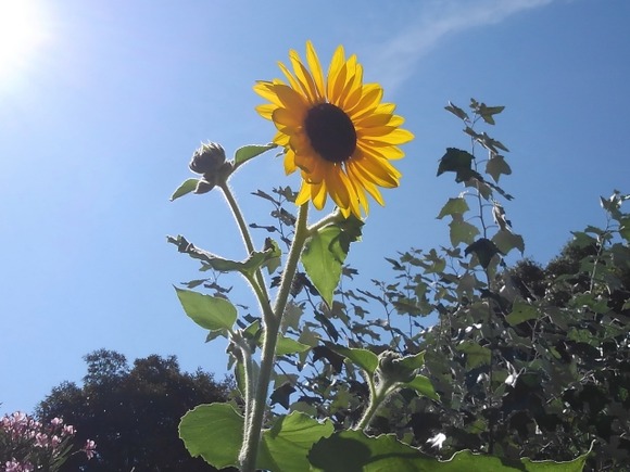 日本の四季←不快指数世界一の夏、世界一の豪雪の冬、花粉の春、消えた秋