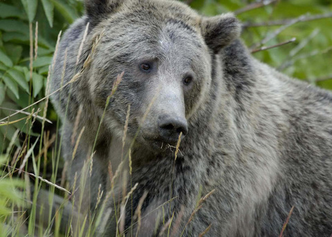 １Grizzly_Bear_Yellowstone