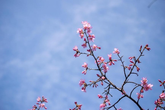 【画像】いい天気だから河津桜を見ながらお散歩