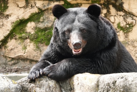 ｢クマこそ被害者｣発言で環境団体炎上、｢今度クマが人殺したらお前らを殺してやる！｣脅迫など届く