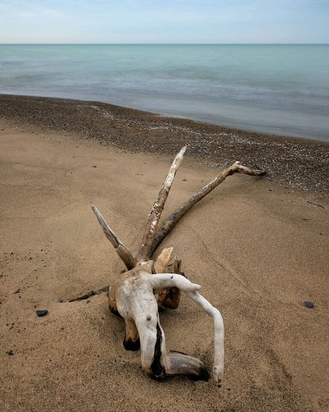 【画像】売れそうな流木あった