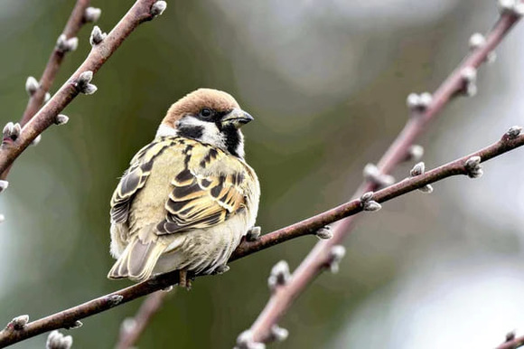 スズメが絶滅危惧種に? セグロセキレイやオオムラサキなど里山の鳥、チョウが急速に減少
