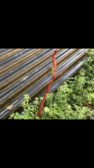 謎の植物