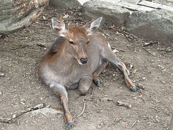 【画像】昨日誰かのスレ見て奈良公園きたんだが