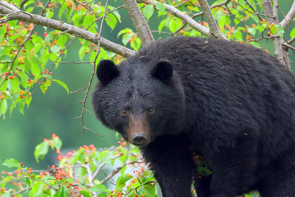 「これから５年で倍増する」の衝撃…専門家が語るクマ被害　全国で「８万頭」「ご遺体はクマには肉・人間は食べ物」