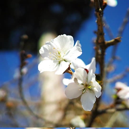 【画像】いい天気だから桜みに行ったった