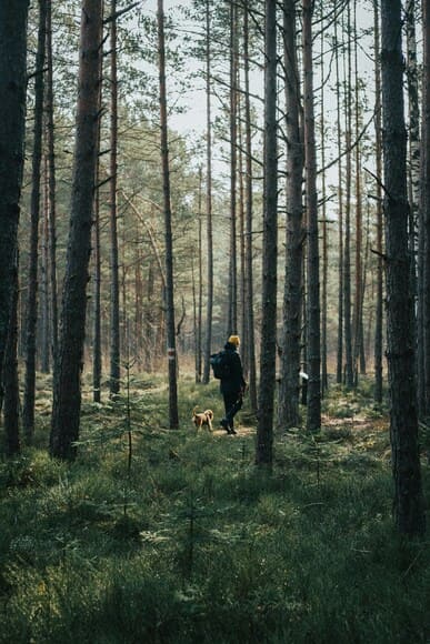 犬を連れた登山は自然環境に与えるインパクトが大きい