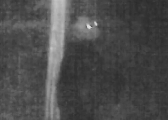 【北海道】幻のヒグマ「OSO18」動画を公開！