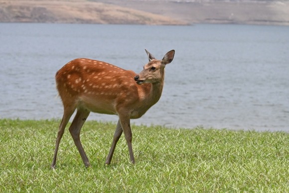 【動画】鹿さん、神回避に成功ｗｗｗｗｗｗｗｗｗｗｗｗｗ