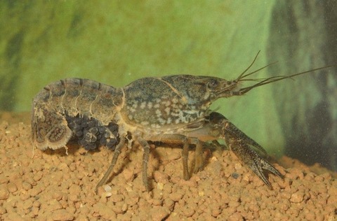 ミステリークレイフィッシュ