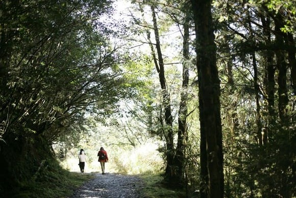 花粉症だけど奥多摩ぐらい杉が多いと逆に反応しなくなるっぽい…山ではくしゃみしない