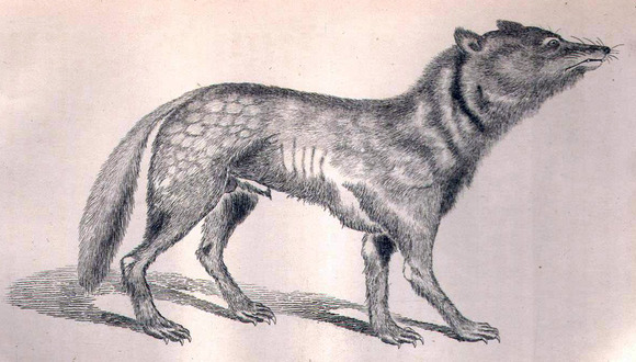 絶滅種のwiki記事「19〇〇年に狩猟された個体を最後に絶滅した」←最後の1匹である証拠は？