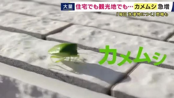 「キモっ！」「恐怖」「だめー！」「くさっ」   カメムシが増加中　放置すると仲間を呼んで越冬する恐れも… 注意すべき点は