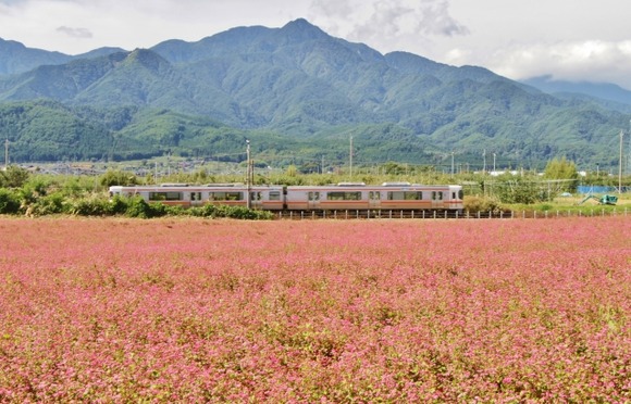 【画像】伊那高原の花畑にきた