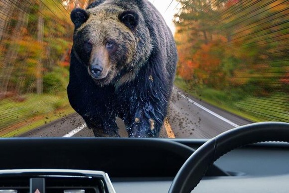 北海道をドライブ中にヒグマと遭遇したときの対処法