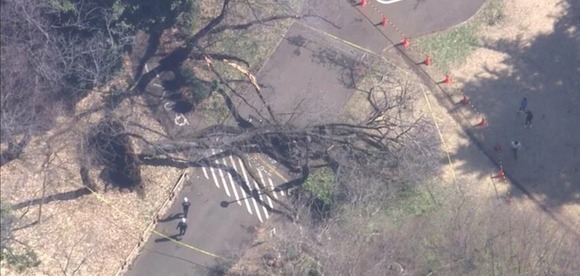 【画】桜の名所・砧公園で桜の木が倒れ女性下敷きに　他の木の点検作業進む