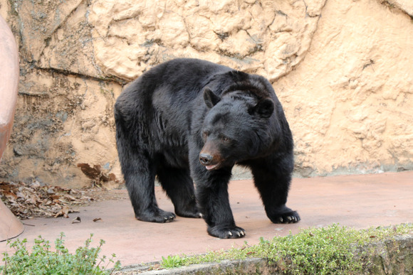 【´･(ｪ)･｀)ﾓｼﾓｼ】クマ窓口の電話録音へ、事前通知し苦情の抑制狙う　秋田県議会で知事