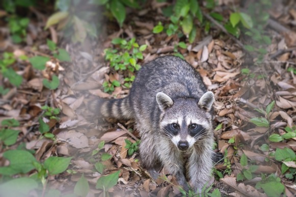 【宮崎】田んぼ近くのワナでアライグマを捕獲…特定外来生物、むやみに近づかないで