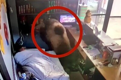 男「ふああよく寝た。ん？」ヒグマ「お兄ちゃんおはよっ♡」男「ぎゃああああああああ」