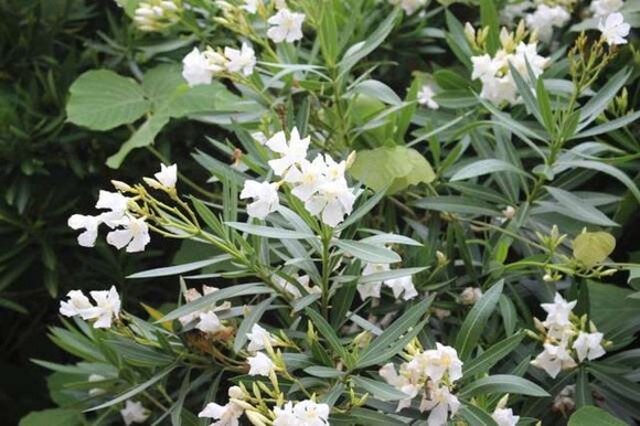 【植物】青酸カリより強い毒性、みそ汁混入で殺人未遂事件も…身近な有毒植物キョウチクトウの危険