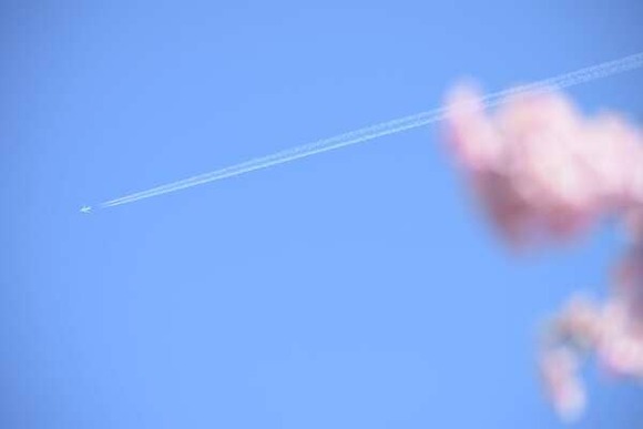 【画像】桜撮ってたら飛行機飛んでた