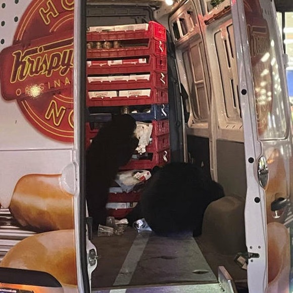 野生のクマがクリスピー・クリーム・ドーナツの配達用バンに侵入！２０箱以上食べまくる