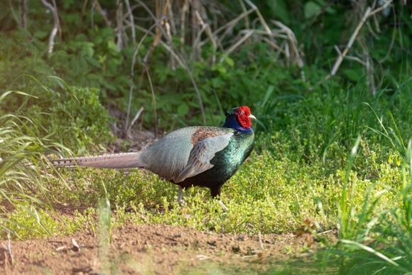 【画像】天然の卵採ってきたぞｗｗｗｗｗｗｗｗｗｗｗｗ